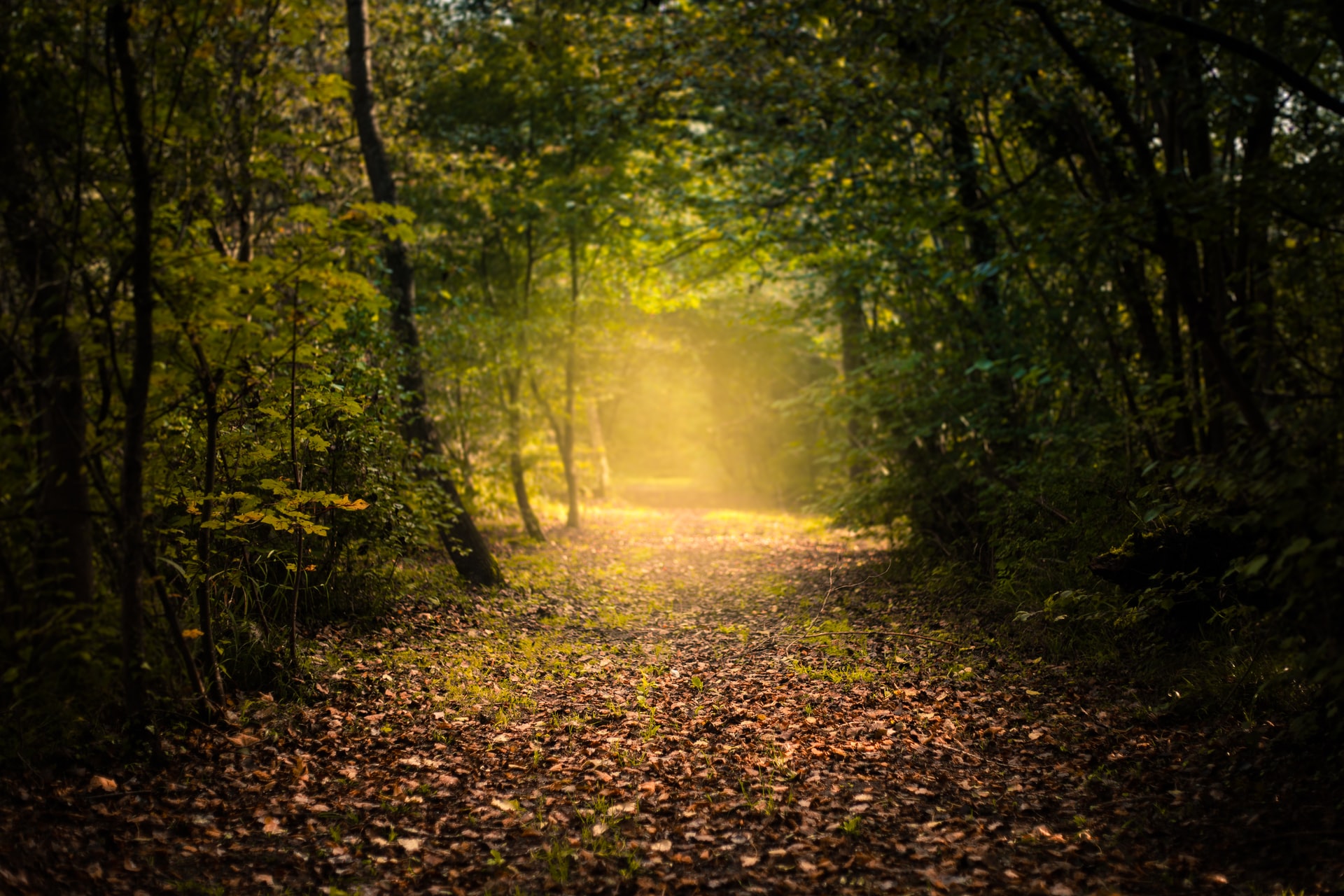 Path in Forest